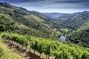 Vignes et vall&eacute;e du Fel