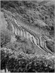 vin d'entraygues et du fel